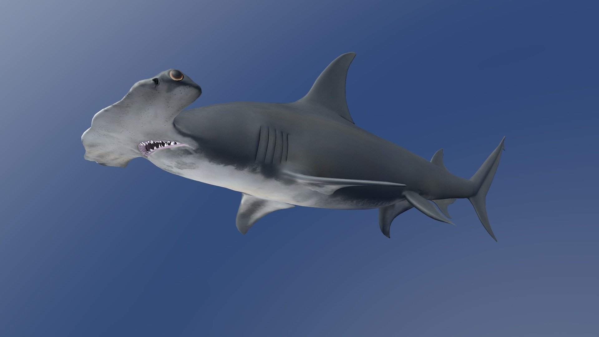 This is an animation of an adult female Great Hammerhead Shark (Sphyrna mokarran) that was reconstructed from multiple cameras arranged around a dive in South Bimini, Bahamas in February 2020.  Casey Sapp coordinated all videography.  Kevin Davidson kindly contributed useful reference photos.

CG artist Jer Bot used the software Blender to align these camera views to reconstruct the accurate shape and color of Nemesis (PIT tag 900236000107365), which had an estimated length of 329 cm based on laser photogrammetry.  Nemesis commonly frequents dive spots near Bimini and is well-known to divers and scientists from the Bimini shark lab (www.biminisharklab.com).

The ANGARI Foundation (www.angari.org) coordinated and supported this research, along with Sean Williams, Ken Morton, Jonathan and Jameson Bayuk, Annabelle Brooks, and Vital Heim.

Downloads are freely available for creative and non-profit use. To inquire about licensing, please visit www.digitallife3d.org 3d model