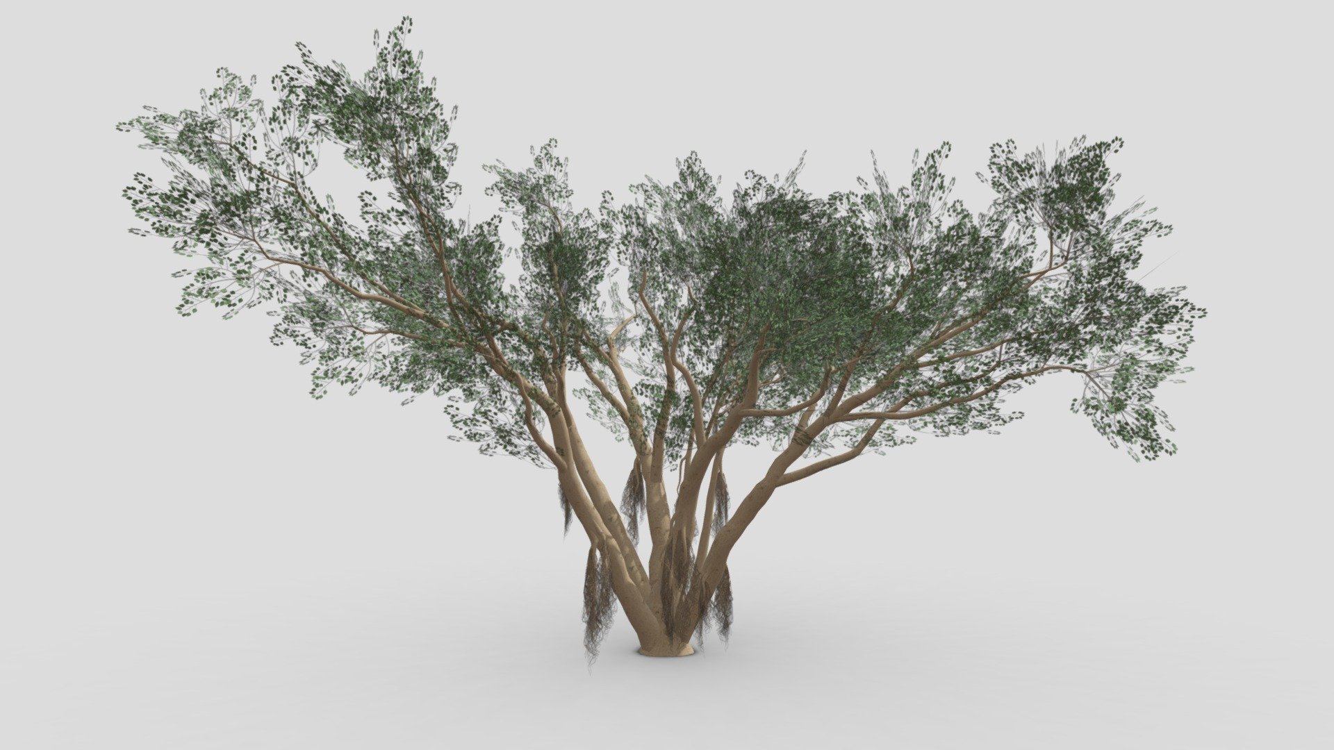 I try to work on Ficus Benjamina Tree to use this your project. this is a low poly 3D model. Tree info: Ficus Benjamina, commonly known as weeping fig, benjamin fig, or ficus tree, and often sold in stores as just ficus, is a species of flowering plant in the family Moraceae, native to Asia and Australia. It is the official tree of Bangkok 3d model