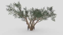 Ficus Benjamina Tree-S19