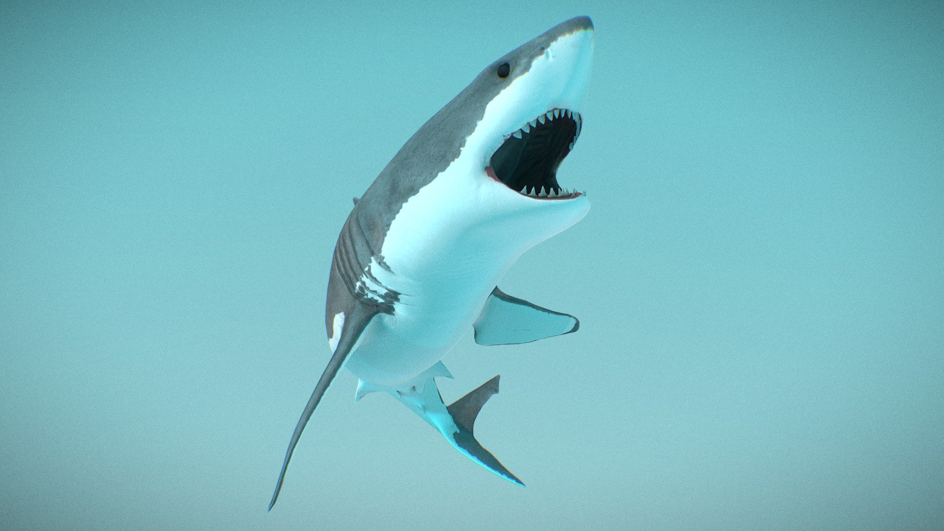 Detailed Description Info:


Model: Great White Shark


Media Type: 3D Model


Geometry: Quads/Tris


Polygon Count: 3214


Vertice Count: 2684


Textures: Yes


Materials: Yes


Rigged: Yes


Animated: Yes


UV Mapped: Yes


Unwrapped UV’s: Yes Non Overlapping


|||||||||||||||||||||||||||||||||||



LOD-1 Verts - 2684


Additional file includes bind pose and animated swim cycle along with 1 level of detail 3d model