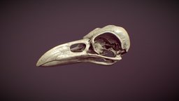 Crow skull