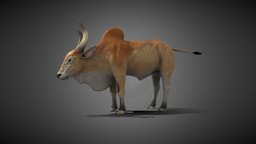 Indian Bull horns, cow, anatomy, games, indian, bull, digital3d, rigged-character, unity, blender, lowpoly, noai
