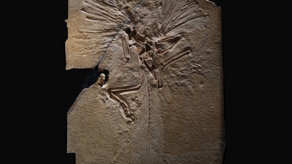 Archaeopteryx lithographica fossil

London specimen (https://en.wikipedia.org/wiki/Specimens_of_Archaeopteryx#The_London_specimen)

Taken on 27-Oct-2017 in Natural History Museum, London (Treasures in the Cadogan Gallery)

Based on 15 Photos taken with Samsung Galaxy S8 - Archaeopteryx - Natural History Museum, London - 3D model by paulwulff 3d model