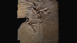 Archaeopteryx fossil, archaeopteryx, naturalhistorymuseum, archaeopteryx-lithographica