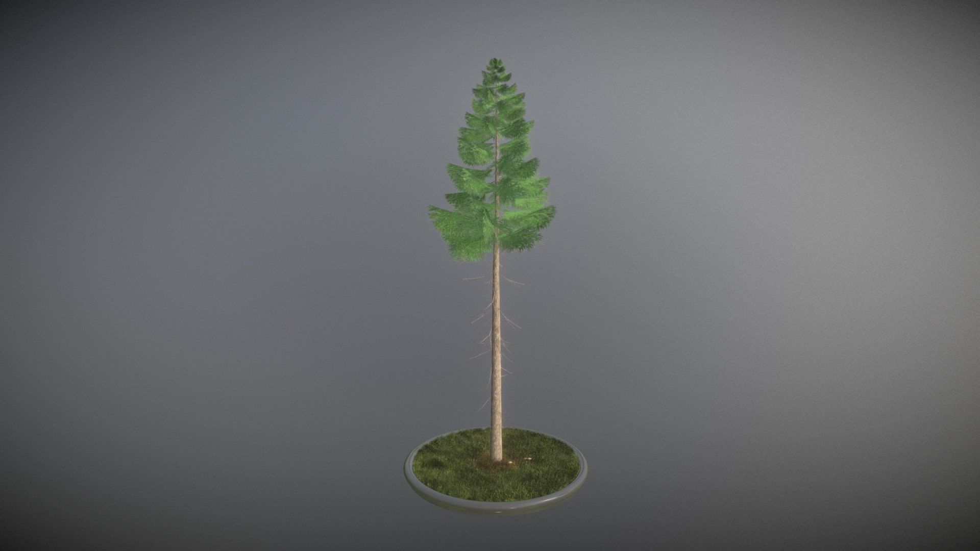 Here is a 21 meter high spruce tree.

 



Textures(2k):

-Color map

-Normal map



Here on Sketchfab you can see and purchase some of our 3d-models which we are using in our projects for VIS-All.

This model was created by 3DHaupt for the Software-Service John GmbH.

The model was created in Blender-3d - Spruce Tree - 21 Meter Version 2 - Buy Royalty Free 3D model by VIS-All-3D (@VIS-All) 3d model