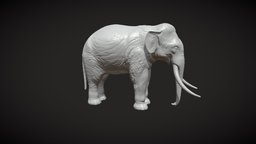 Indian Elephant PR elephant, indian, mammal, print, slon, animal