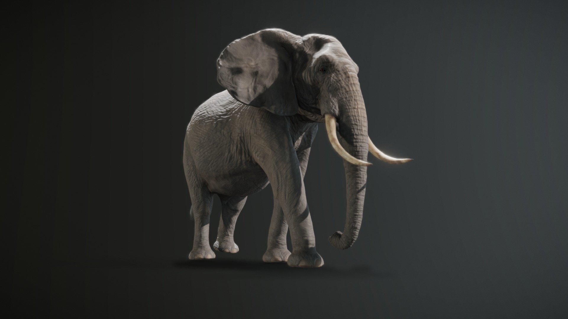This article includes a faithful representation of a male African elephant.

Currently this object is available for Blender, adapted for Cycles, if you are looking for realism and EEVEE for fast renders

This product contains PBR textures, so it is easily exportable to multiple platforms, and offers efficient operation in environments with
limited resources such as video games, VR applications, augmented reality and real time.

-colormap 8192 x 8192
-glossinessmap 8192 x 8192
-normalmap 8192 x 8192
-normalmap_lowpoly 8192 x 8192
-displacementmap 8192 x 8192
-eye_textures
-hair_textures

Apart from the PBR textures you can find a high quality displacement map (16 bit deep) so that you can extract this object in any resolution, although this option is only recommended for expert users. For that reason three resolutions are included in this pack
preset:

You will have access to updates after the purchase is made for free.

don't forget to upload the textures to the materials 3d model
