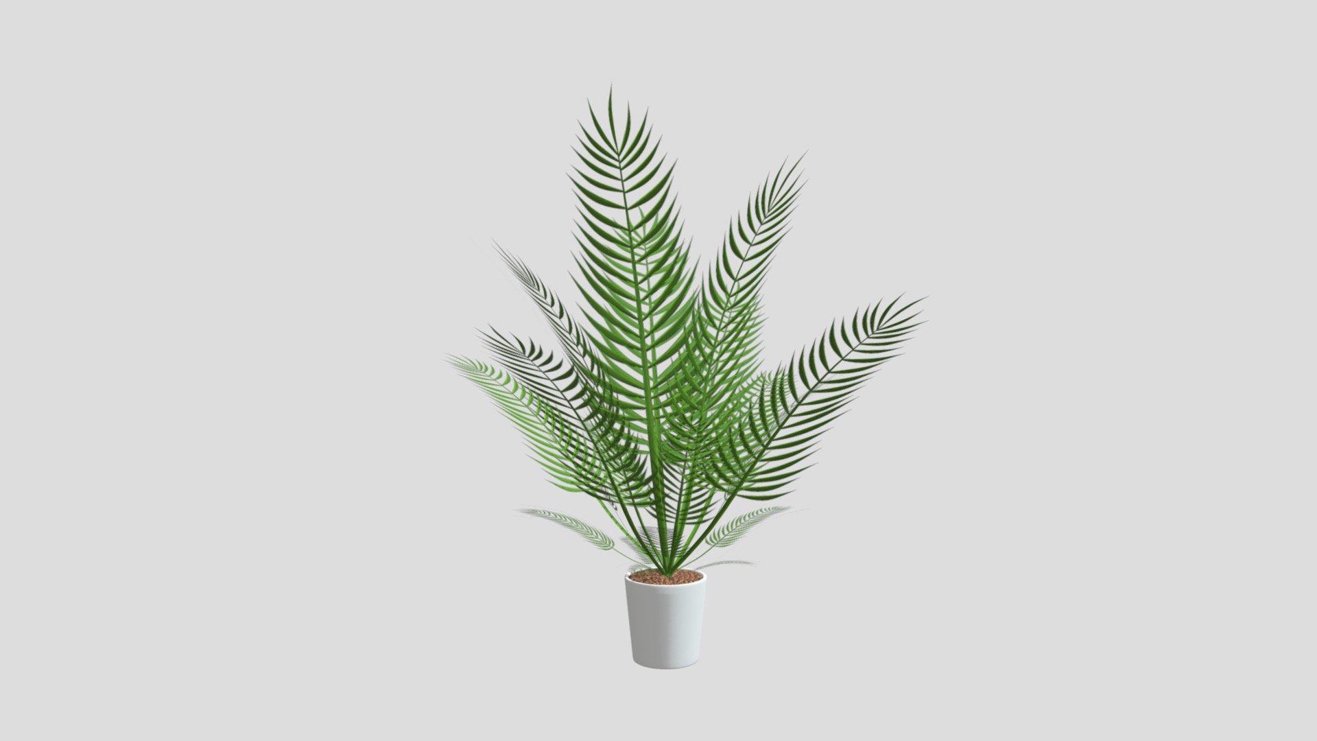 Textures: 1024 × 1024, Colors on texture: Green, brown, white.

Has Normal Map: 1024 × 1024.

Materials: 3 - Palm Plant, Dirt, Pot.

Smooth shaded.

Non-Mirrored.

Subdivision Level: 0

Origin located on bottom-center.

Polygons: 6060

Vertices: 4037

Formats: Fbx, Obj, Stl, Dae.

I hope you enjoy the model! - Palm Plant - Buy Royalty Free 3D model by Ed+ (@EDplus) 3d model