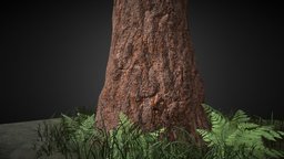 Massive -- Redwood Style -- Tree