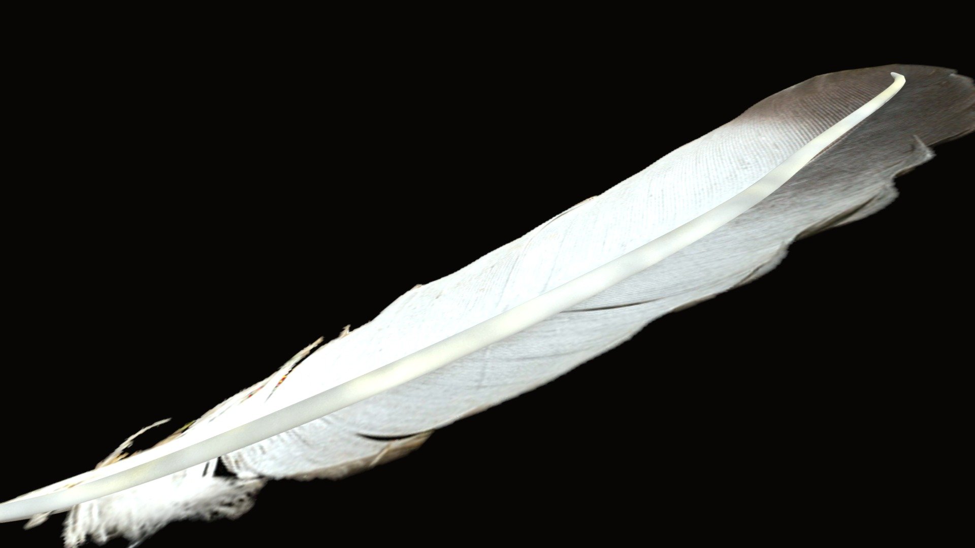 Feathers of noble birds

Download png from: https://www.pngarts.com/explore/72887 - Feather 3d - pluma - - Download Free 3D model by vmmaniac 3d model