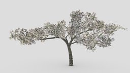 Cherry Blossoms Tree- 02 tree, plant, cherry, unreal, fbx, blossoms, unity, 3dcherry, 3dblossoms