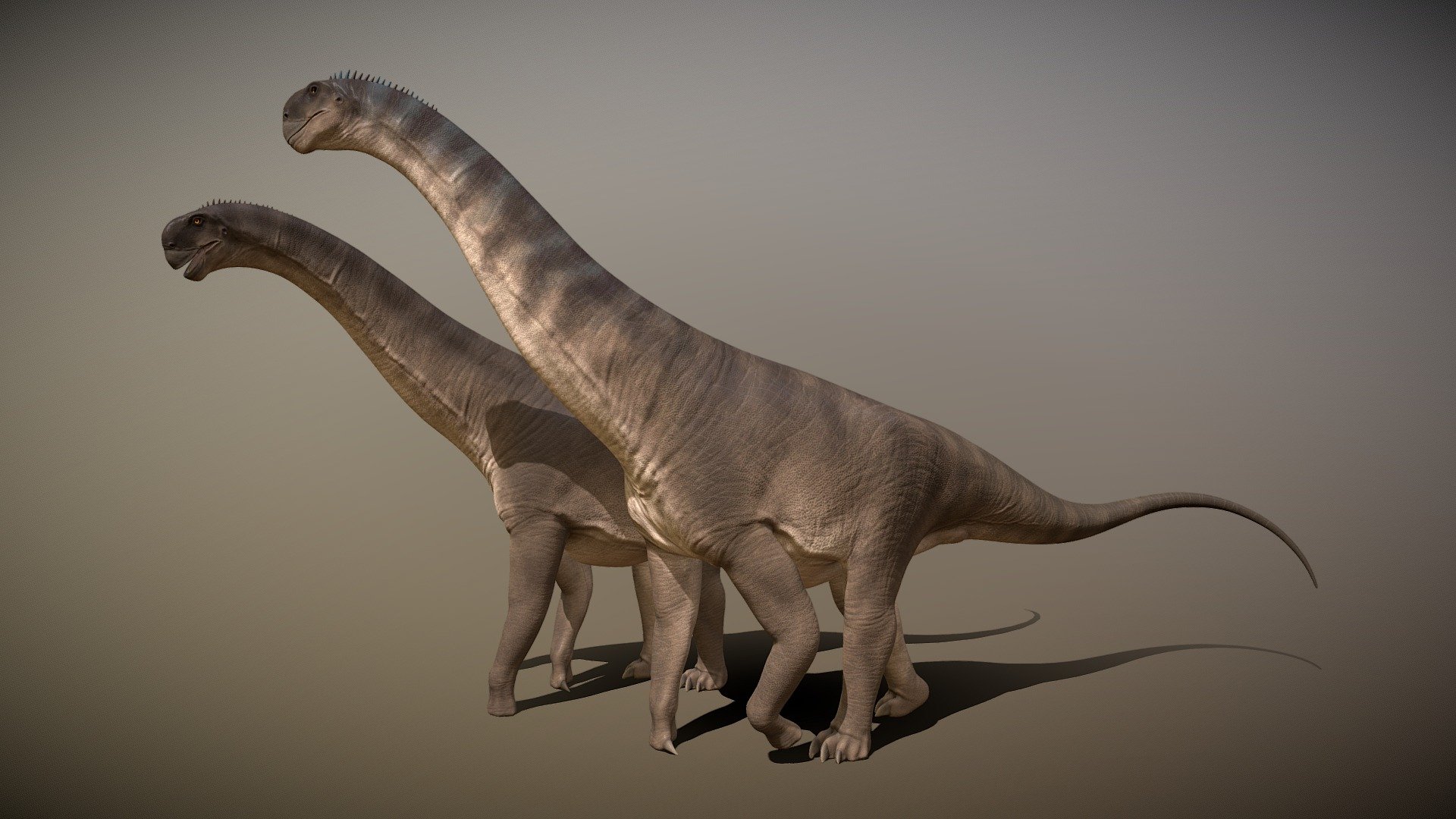 Here is an accurate Camarasaurus Lentu, it has the right anatomy and musculature and a bit of speculative features like the beak and the spikes at the top of the neck, to see a showcase check out my DeviantArt and  Artstation.

Artstation:https://www.artstation.com/jehuquiambao9                                                                                      DeviantArt:https://www.deviantart.com/jqarts - Camarasaurus Lentus - 3D model by Jehu Quiambao (@JQarts) 3d model