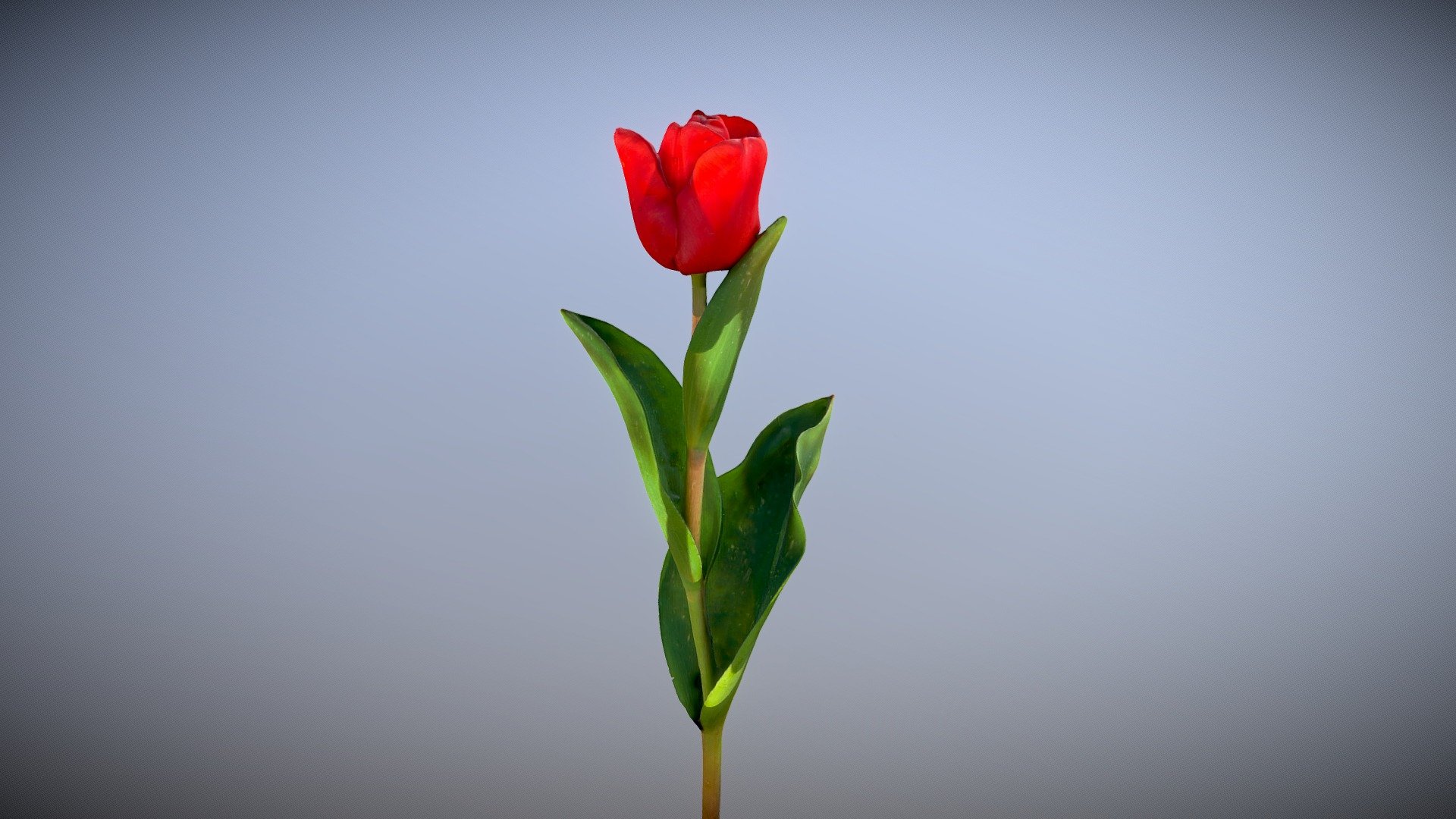 Red Tulip Scan

Made with Metashape, Blender and Subtance painter

Photos taken with a “Pixel 6 pro”




If you have any questions, contact me.

 
 

 - Red Tulip - Buy Royalty Free 3D model by Zacxophone 3d model