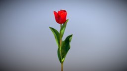 Red Tulip plant, flower, flowers, spring, tulip, vegetation, fleur, nature, tulipe, blossom, redtulip, noai