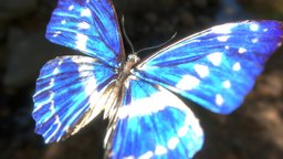 Flying morpho butterfly