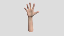 Retopologized 3D Hand Scan Richard