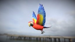 Medhue Parrot bird, parrot, pirate