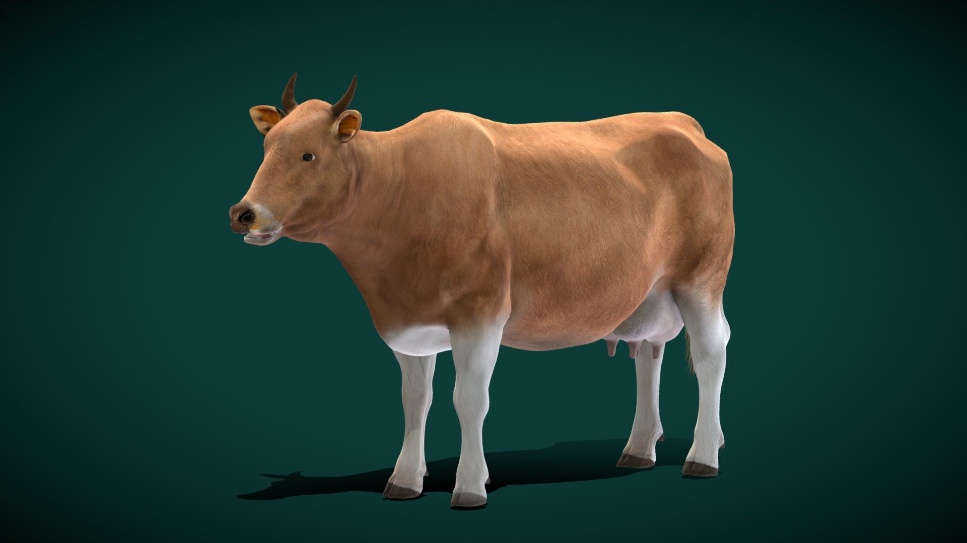 Javan_Banteng_Cattle (wild cattle species)  Tembadau

Bos Javanicus Animal  Mammal (Endangered)

1 Draw Calls

GameReady

Subdivision Surface Ready

12 Animations

4K PBR Textures  Materials 

Unreal FBX (Unreal 4,5 Plus)

Unity FBX  

Blend File 3.6.5 LTS

USDZ File (AR Ready). Real Scale Dimension

Textures Files

GLB File (Unreal 5.1  Plus Native Support)


Gltf File ( Spark AR, Lens Studio(SnapChat) , Effector(Tiktok) , Spline, Play Canvas,Omiverse ) Compatible




Triangles : 30604



Vertices  : 16465

Faces     : 30075

Edges     : 46350

Diffuse, Metallic, Roughness , Normal Map ,Specular Map,AO,

The Javan banteng (Bos javanicus) is a wild cattle species native to the Asian jungles. 
 They are also known as tembadau. 
 Banteng are similar in size and build to domestic cattle, but are typically larger and heavier. 
 Males are usually larger and have a darker coat 3d model