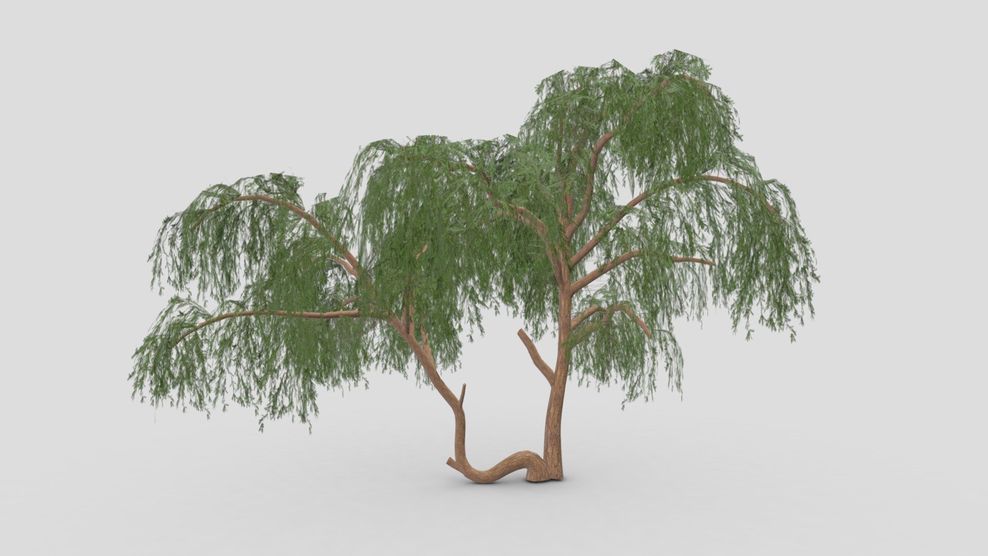 This is a 3D low poly model of the Prosopis Tree. I tried to work on the low poly version of this tree 3d model