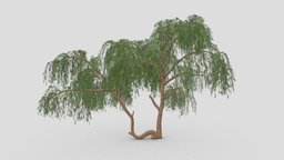 Prosopis Tree- 01