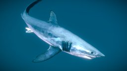 Shortfin Mako Shark ♂
