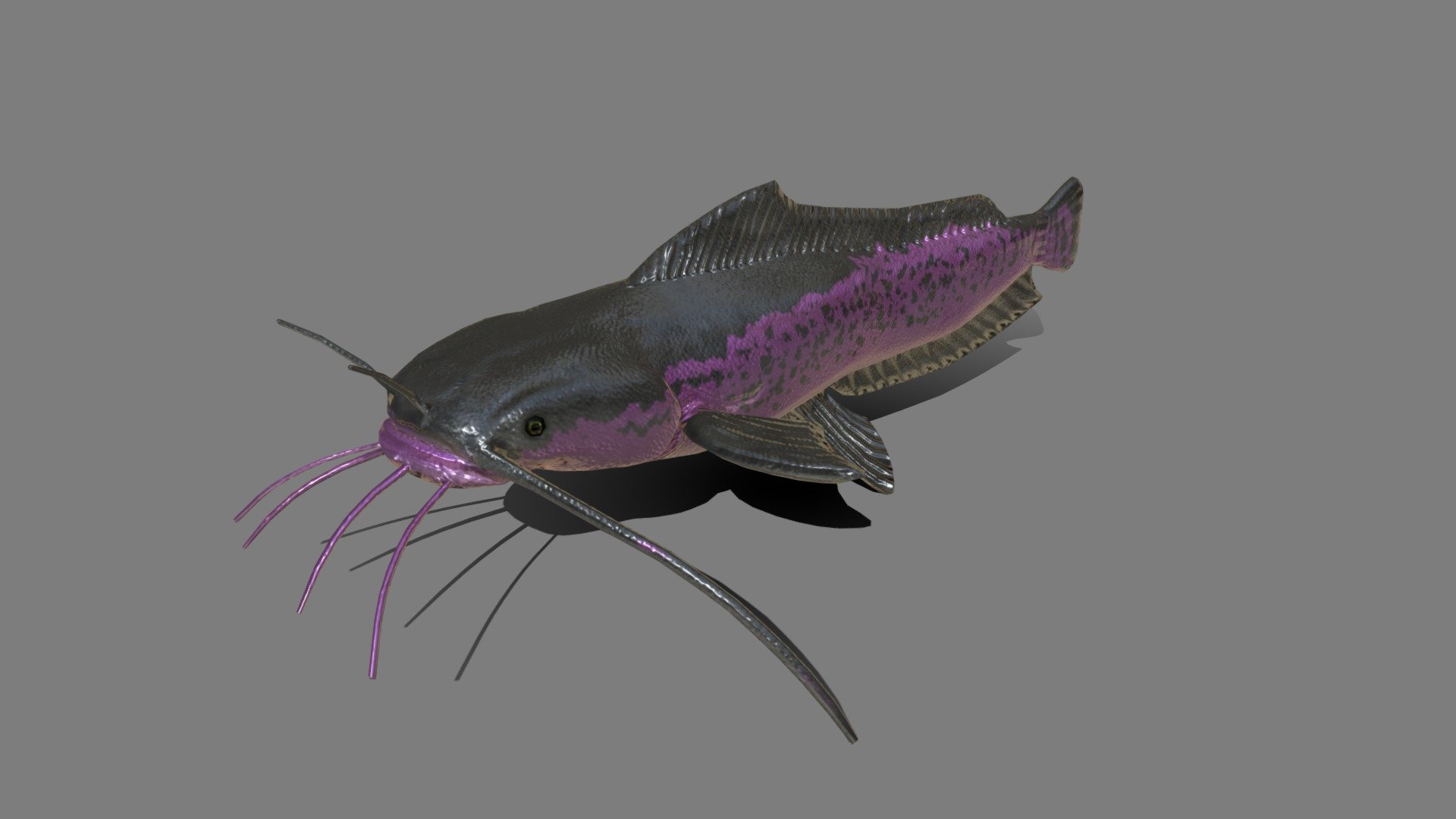 catfish optimized for videogames, game coming soon - Claria - 3D model by e-restrepo1114 (@EmanuelRestrepoVelez) 3d model
