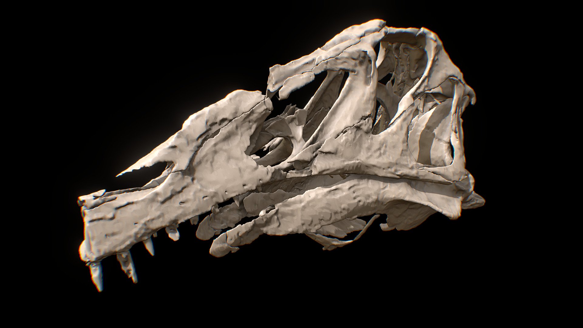 Retrodeformed skull of Irritator challengeri. Only preserved parts are shown.

I made this reconstruction for:
Schade, Marco, Rauhut, Oliver W. M., Foth, Christian, Moleman, Olof, and Evers, Serjoscha W. 2023. A reappraisal of the cranial and mandibular osteology of the spinosaurid Irritator challengeri (Dinosauria: Theropoda). 

Model can be downloaded at:
https://www.morphosource.org/projects/000372273 - Irritator skull - 3D model by Olof Moleman (@lordtrilobite) 3d model