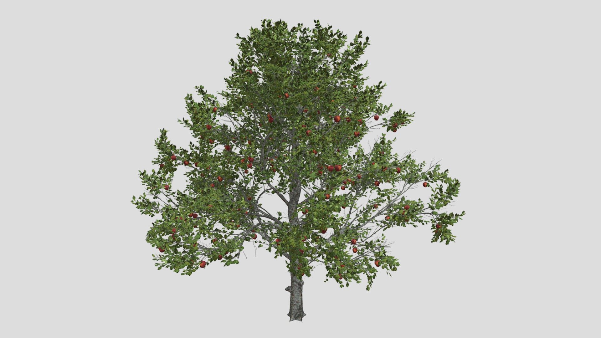 Features:




Vray &amp; Corona Render Engine Ready

OBJ &amp; Max Format

3DS Max 2015

Optimized

Clean Topology

Up to 99% Quad

Unwrapped Overlapping

Real-World Scale

Transformed into zero

Grouped

Objects Named

Materials Named

Up to 4K Textures map
 - Red Delicious Apple Tree - Buy Royalty Free 3D model by DATEC_Studio 3d model