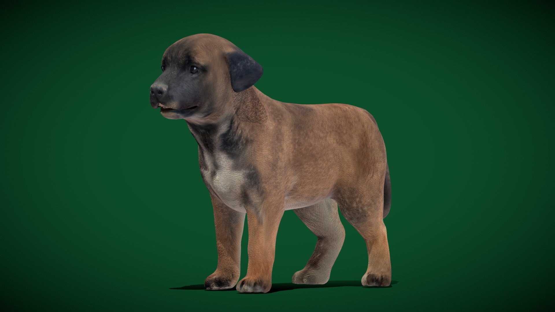 Belgian Shepherd Puppy( medium-sized herding dog )Baby Shepherd

Canis lupus familiaris Animal Dog breed   (Belgium) 

1 Draw Calls

MidPoly

GameReady For NPC (Usages)

Single Animation

4K PBR Textures Material

Unreal FBX (Unreal 4,5 Plus)

Unity FBX  

Blend File 

USDZ File (AR Ready). Real Scale Dimension

Textures Files

GLB File (Unreal 5.1  Plus Native Support)

Gltf File ( Spark AR, Lens Studio(SnapChat) , Effector(Tiktok) , Spline, Play Canvas ) Compatible

Triangles : 32198

Vertices  : 16189

Faces     : 17367

Edges     : 33551

** Diffuse, Metallic, Roughness , Normal Map ,Specular Map,AO**

The Belgian Shepherd is a breed of medium-sized herding dog from Belgium. While predominantly considered a single breed, it is bred in four distinct varieties based on coat type and colour; the long-haired &hellip; Wikipedia
FCI Number: 15
Hypoallergenic: No
Life expectancy: 10 – 14 years
Temperament: Stubborn, Friendly, Alert, Hard-working, Confident, Active, Protective, Watchful - Belgian Shepherd Puppy Dog - Buy Royalty Free 3D model by Nyilonelycompany 3d model