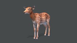 Deer forest, deer, wild, stag, horn, doe, elk, sika, noai
