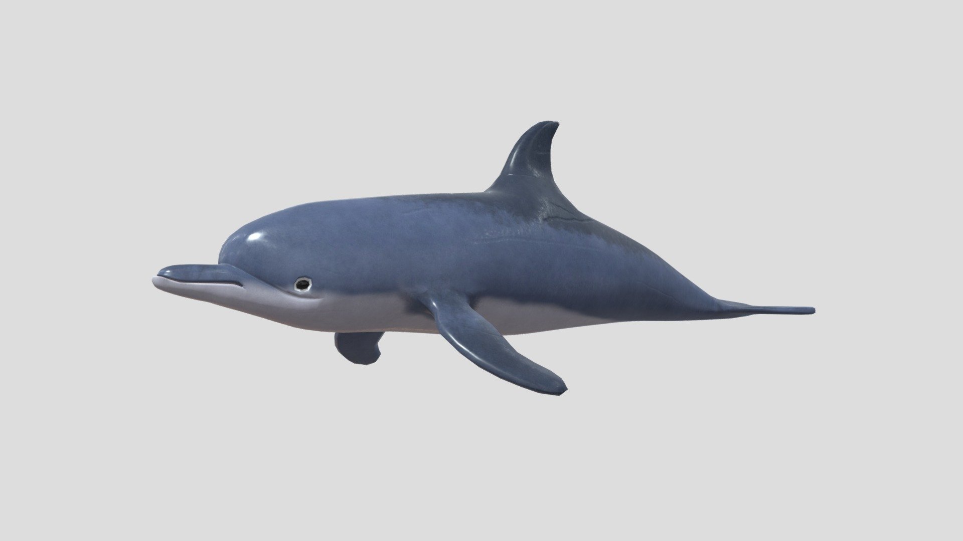 dolphin - 3D model by yuxuannn9685 3d model