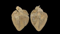 Porcine Heart Anatomical Plane #0001 anatomy-reference, cardiac_anatomy
