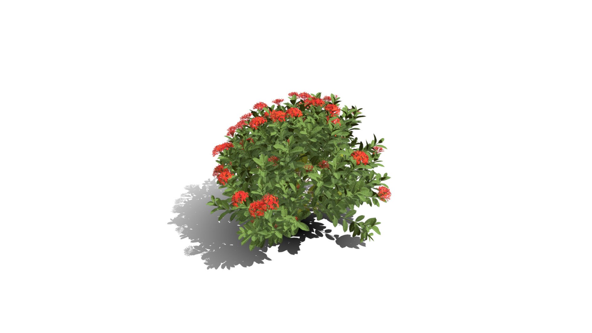 Model specs:





Species Latin name: Ixora chinensis red




Species Common name: Chinese jungle geranium




Preset name: Standard mat 50




Maturity stage: Adult




Health stage: Thriving




Season stage: Summer




Leaves count: 4421




Height: 1.2 meters




LODs included: Yes




Mesh type: static




Vertex colors: (R) Material blending, (A) Ambient occlusion



Better used for Hi Poly workflows!

Species description:





Region: Asia




Biomes: Forest




Climatic Zones: Subtropical,Tropical




Plant type: Bush



This PlantCatalog mesh was exported at 40% of its maximum mesh resolution. With the full PlantCatalog, customize hundreds of procedural models + apply wind animations + convert to native shaders and a lot more: https://info.e-onsoftware.com/plantcatalog/ - Realistic HD Chinese jungle geranium (3/10) - Buy Royalty Free 3D model by PlantCatalog 3d model