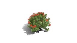 Realistic HD Chinese jungle geranium (3/10) trees, tree, plant, forest, plants, asia, outdoor, foliage, nature, bush