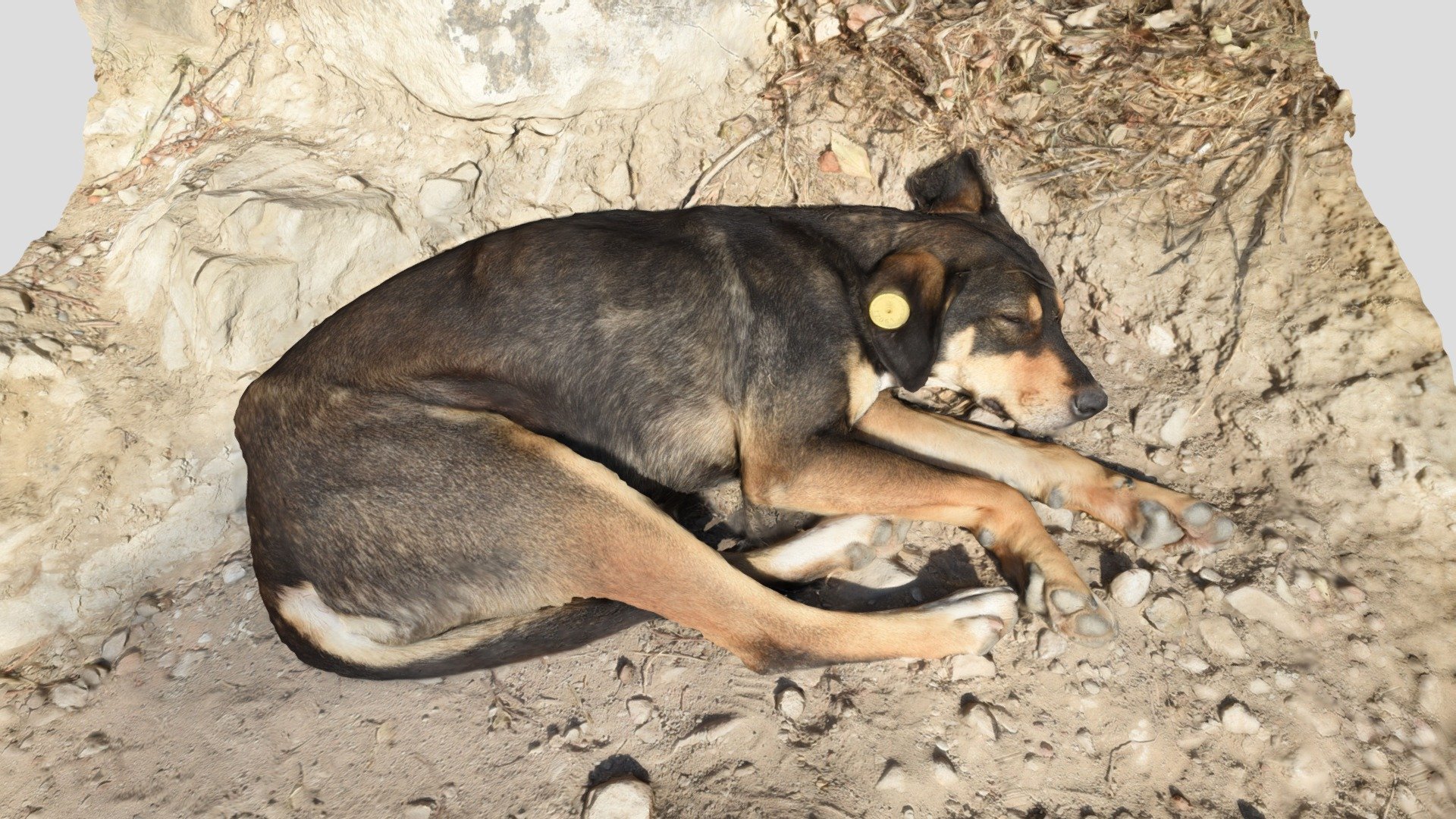 I met this cute sleeping dog near the Jvari Monastery in Georgia.

Я встретила этого спящего пса возле монастыря Джвари в Грузии 3d model