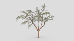 Eucalyptus Tree- 19