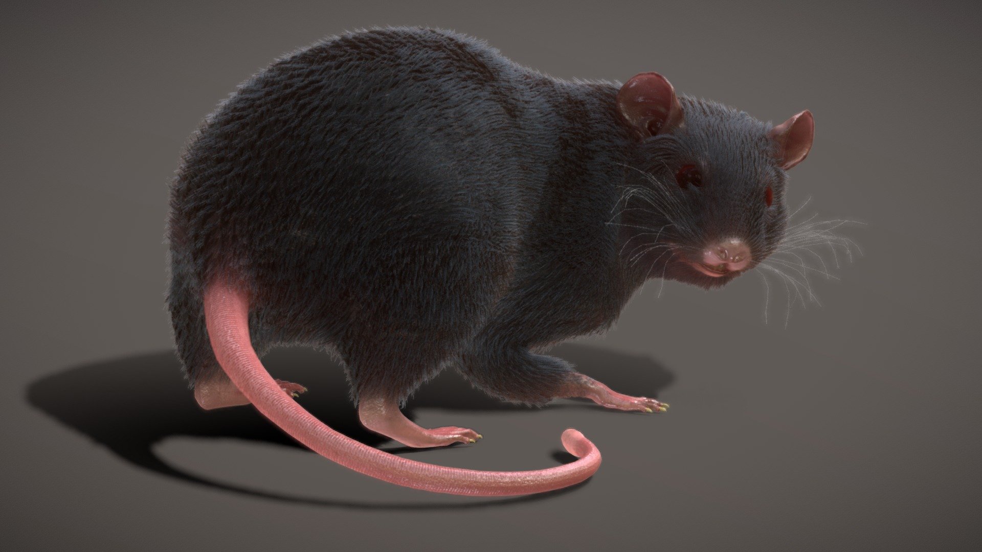 The model was made in 3dmax 2021 with skin modifer and rigged with CATrig.



Model 3  variants or it is can be called like LODs -




Model without polygonal fur : polys - 4k vertex - 4k

Model without polygonal fur : polys - 10k vertex - 10k

Rat with polyfur - On screen in 3d.


https://www.flickr.com/photos/192786338@N06/52017656061/in/dateposted-public/



Animations only in fbx format:




8 Idles 

1 walk 

2 run
 - Rat Rigged Animated PBR real-time Fur 3d model