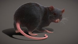 Rat Rigged Animated PBR real-time Fur.