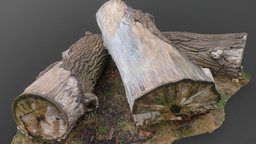 Thick ash tree trunks tree, forest, terrain, archviz, garden, 3d-scan, prop, medieval, photorealistic, urban, timber, natural, ash, park, cut, trunk, town, 3d-scanning, downloadable, freemodel, medievalfantasyassets, photoscan, photogrammetry, free, download, material, ashtree