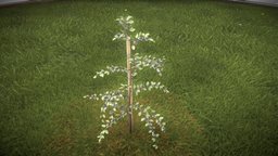Plum Tree 2m tree, plant, garden, small, baum, 4k, nature, game-ready, blender-3d, plum, vis-all-3d, fruehling, pflaumenbaum, plumtree, 3dhaupt, software-service-john-gmbh, low-poly, lowpoly, leaves
