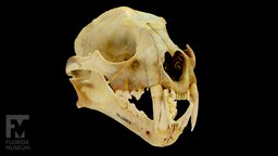 Clouded Leopard Skull and Mandible (UF 26153)