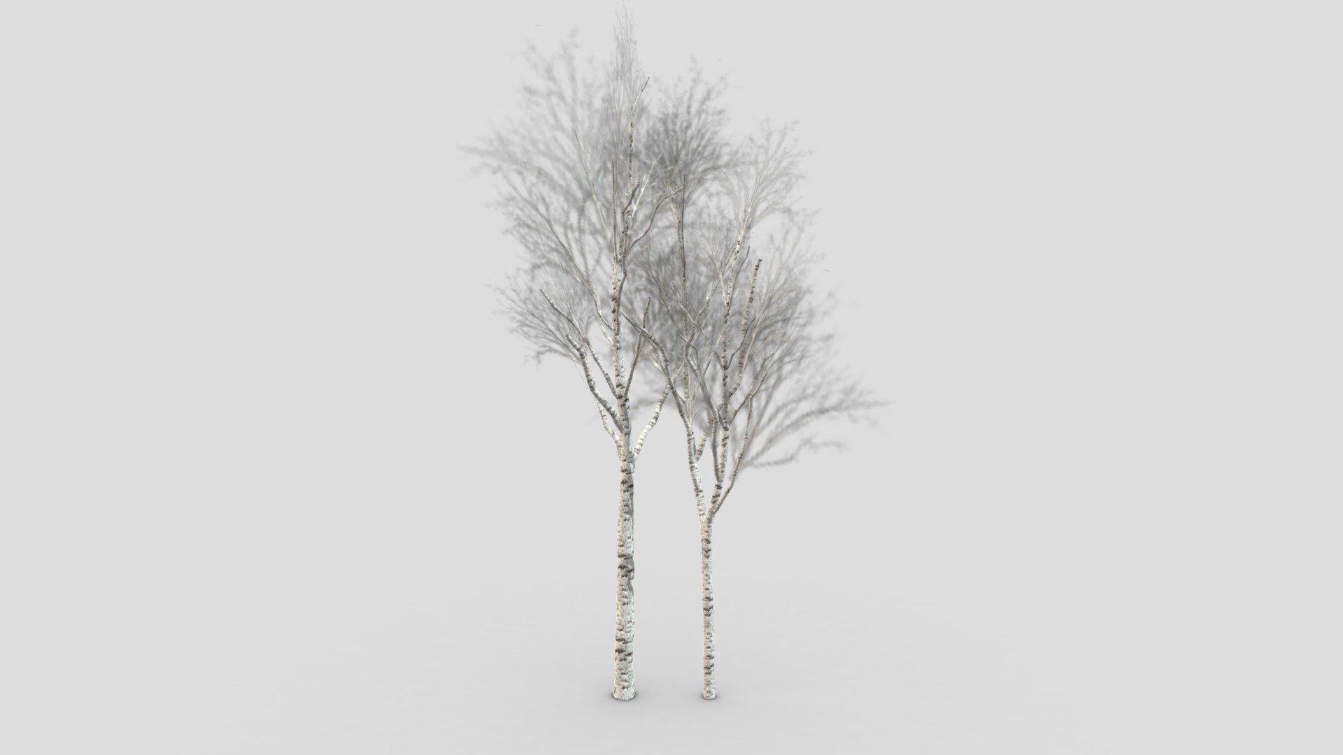 This is a 3D low poly model of a white Birch tree for your project 3d model