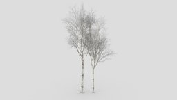 White Birch Tree-ST-36 white, birch, lowpolytree, lowpoly, whitebirch, 3dlowplywhitebig, 3d-lowpoly-white-birch