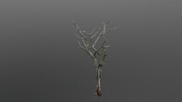The Old Dead Tree tree, drone, dead, gray, realistic, old, nature, realism, game-asset, tragedy, horrorgame, oldtree, realitycapture, gameasset, wood, horror