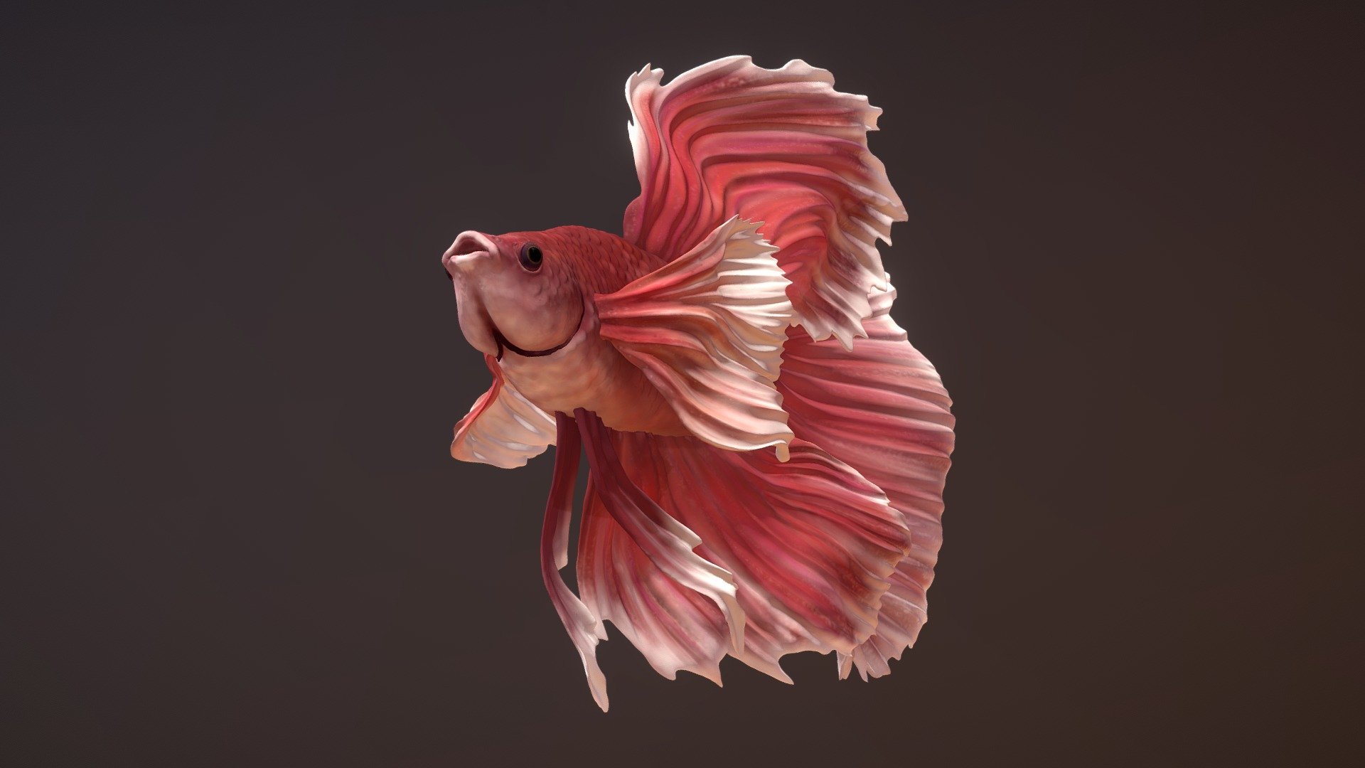 A dumbo betta fish sculpted in ZBrush for the class MSC2003 at the University of Toronto's Biomedical Communications program 3d model