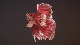 Dumbo Betta Fish fish, underwater, pink, realistic, water, betta, dumbo, creature, zbrush, animal