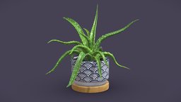 Aloe Vera Small Pot