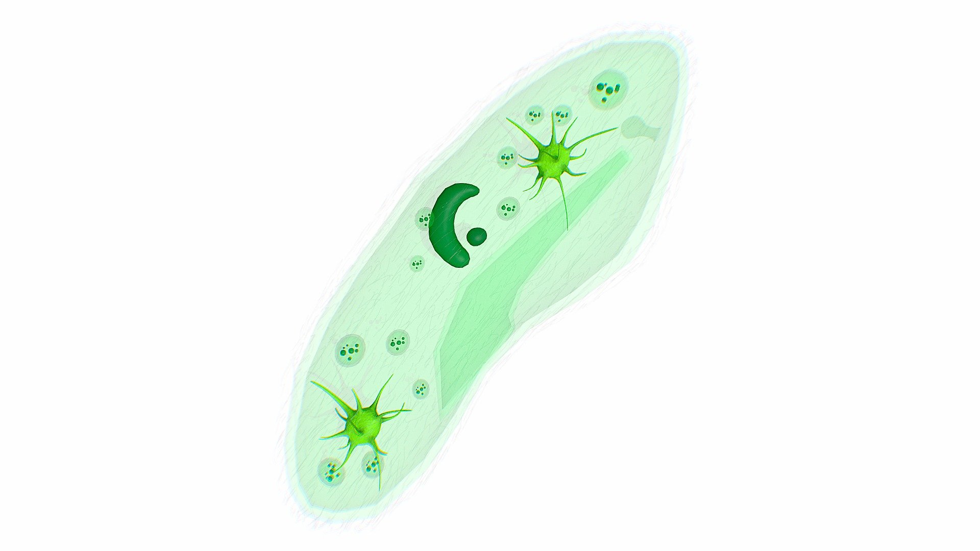 Paramecium is a genus of unicellular ciliated protozoa. They are characterised by the presence of thousands of cilia covering their body. They are found in freshwater, marine and brackish water. They are also found attached to the surface. Reproduction is primarily through asexual means (binary fission) 3d model