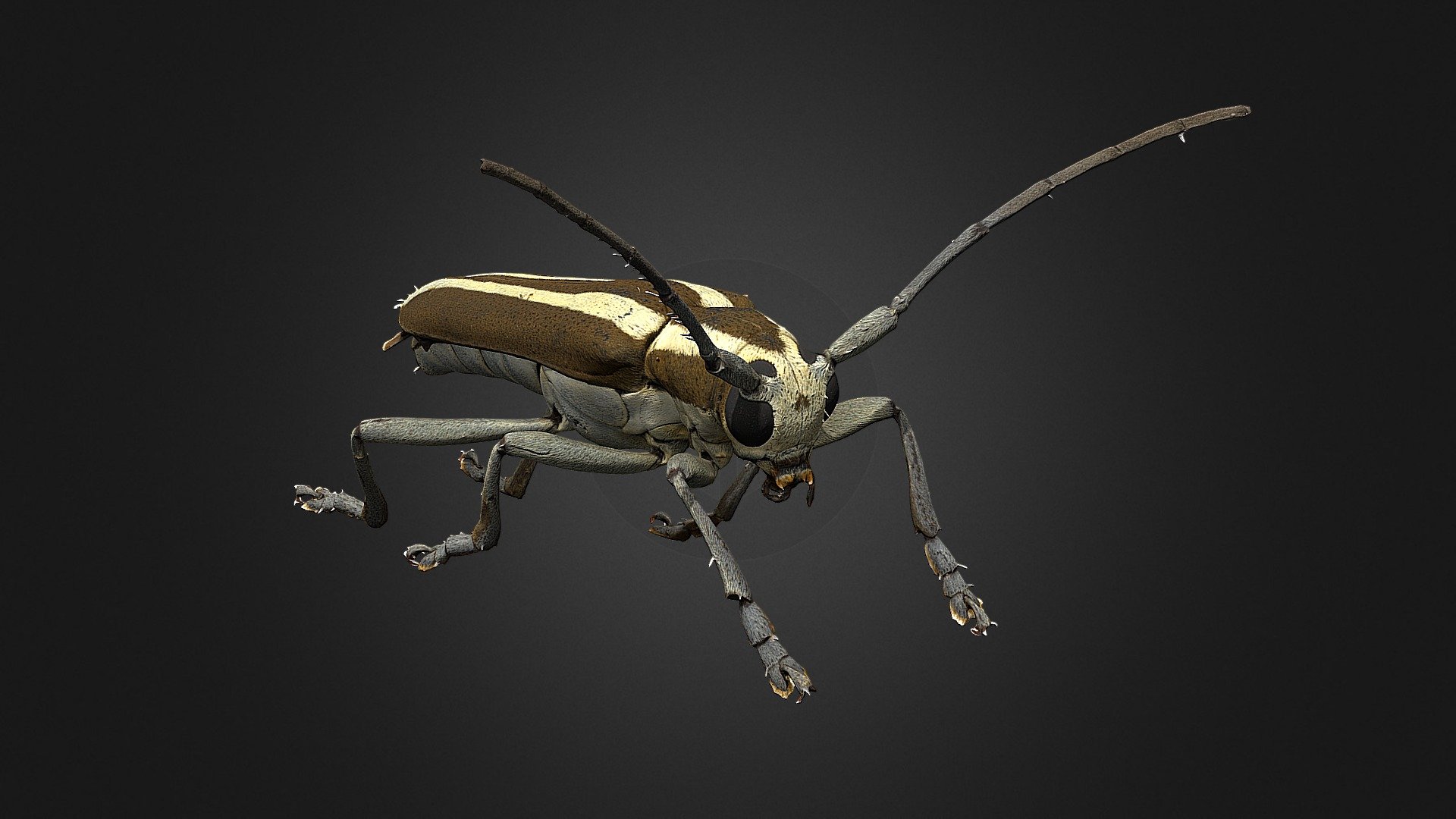 This Roundheaded appletree borer was scanned for the JKI in Braunschweig with our #disc3d system. https://zookeys.pensoft.net/article/24584/ - Saperda candida - Download Free 3D model by Digital Archive of Natural History (DiNArDa) (@disc3d) 3d model