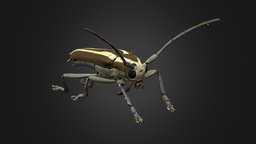 Saperda candida insect, beetle, disc3d